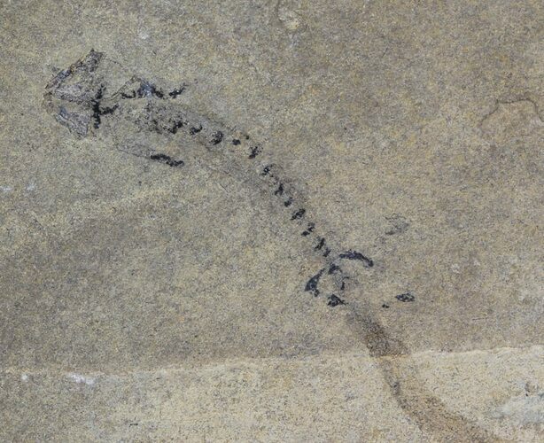 Permian Branchiosaur (Amphibian) Fossil - Germany #63590